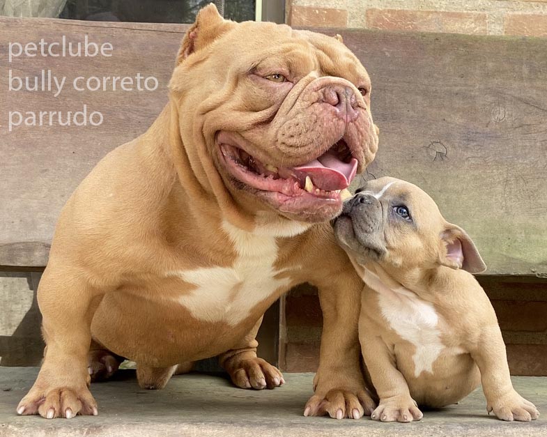 Vantagens dos Cães de Apoio Emocional e o papel da medicina veterinária, Raça American bully entre outras