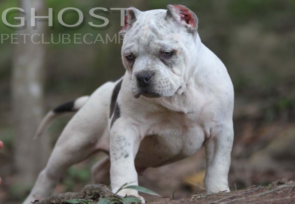 Bully Temperamento Excelente, Máxima Qualidade. Personalidade amorosa - Linhagem Gottiline