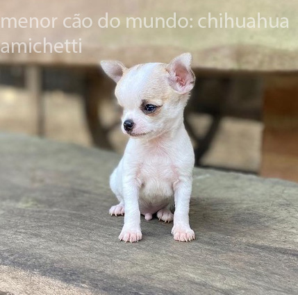 chihuahua