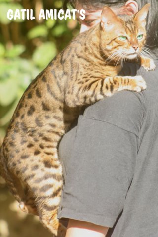 BENGAL AMICAT´S