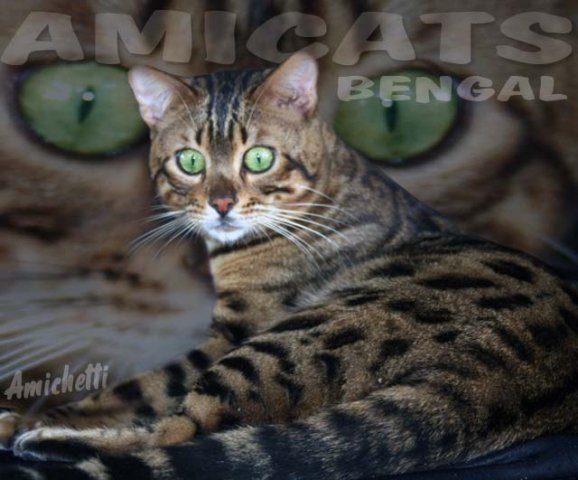 bengal