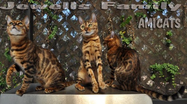 BENGAL FAMILY