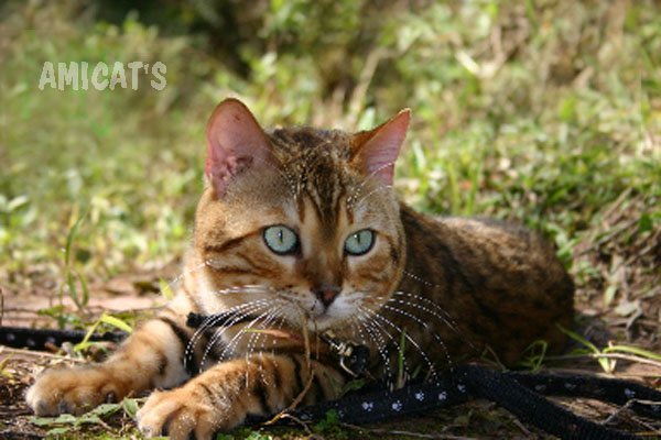 AMICAT´S BENGAL