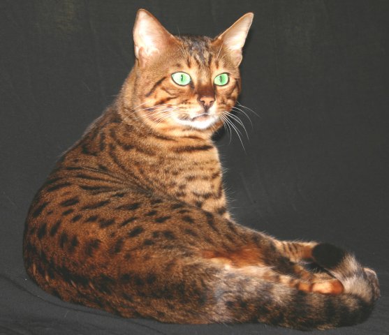 bengal