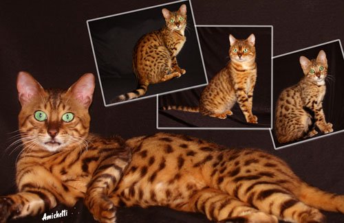 AMICATS BENGAL