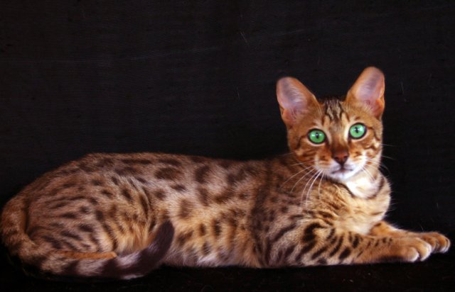 bengal amicat´s maracaja