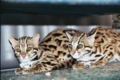 Leopardo Asiatico