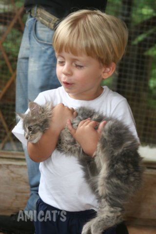 MAINE COON KITTEN