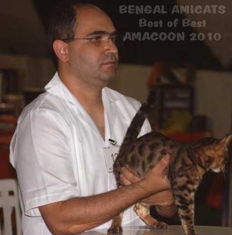 BENGAL e Nívio