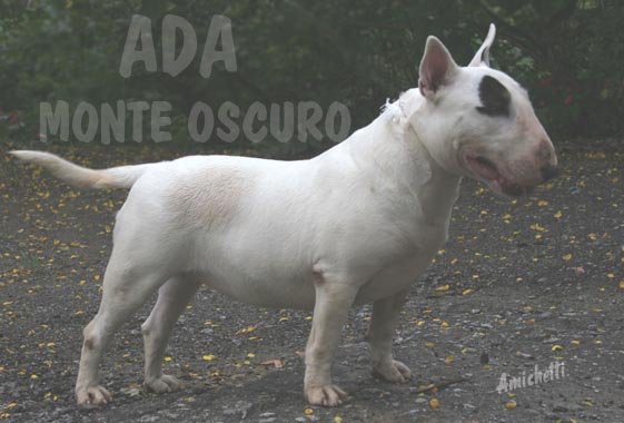 Importação bull terrier