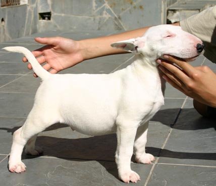 filhote bull terrier