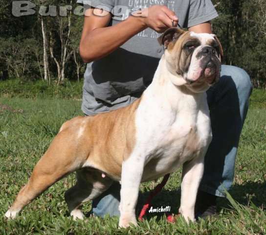 Bulldog