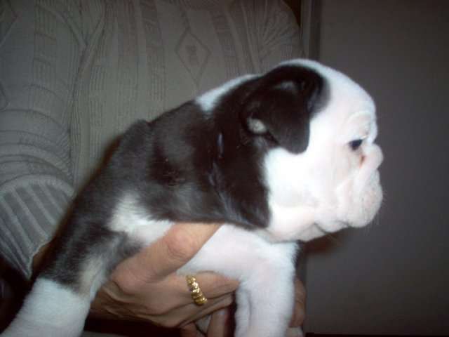 OLDE BULLDOGGE