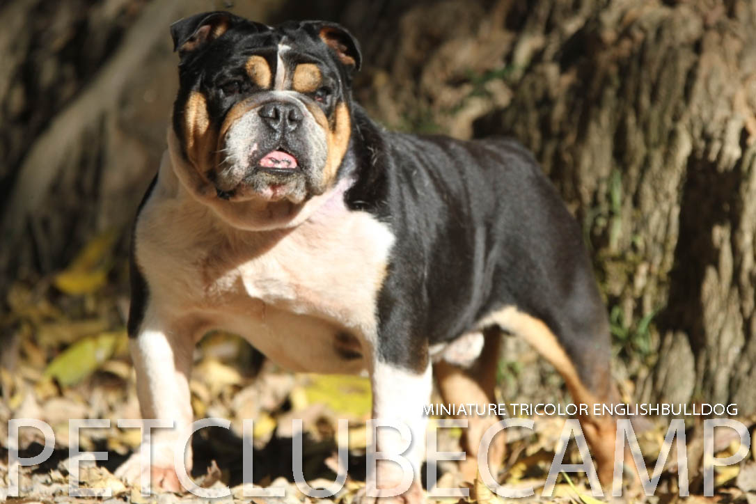 MINIATURE TRICOLOR BULLDOG