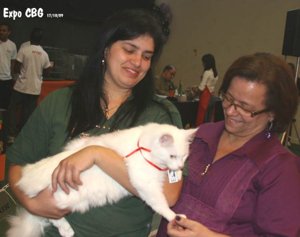 AMICATS MAINE COON