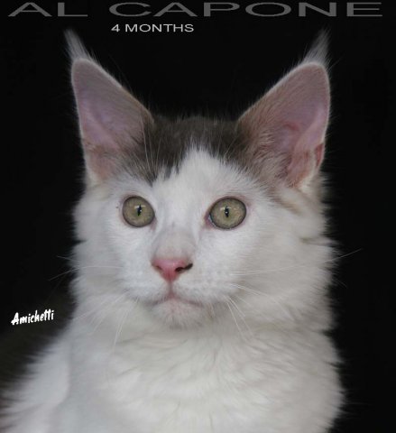 maine coon kitten