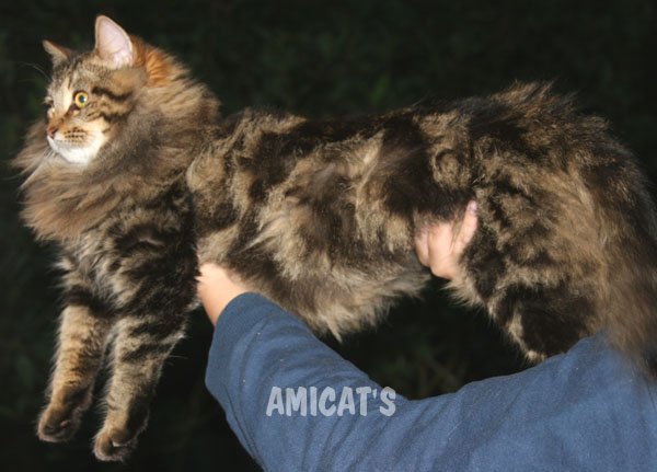 MAINE COON FEMEA AMICATS 6 MESES DE IDADE