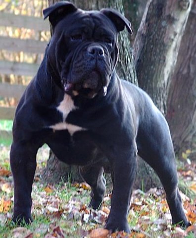 OLDE BULLDOGGE