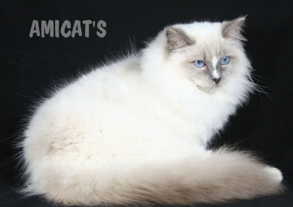 AMICATS RAGDOLL