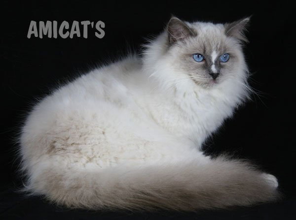 RAGDOLL Amicats