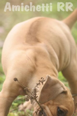 rhodesian ridgeback amichetti