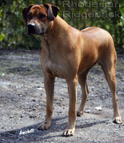 RHODESIAN RIDGEBACK