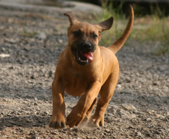 RHODESIAN AMICHETTI PUPPIE