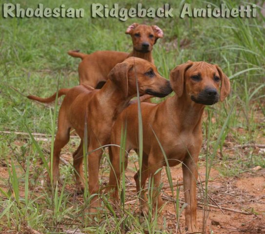 RHODESIANS MACHOS