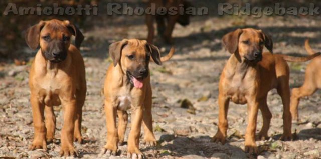 LINDOS RHODESIAN PARA VENDA