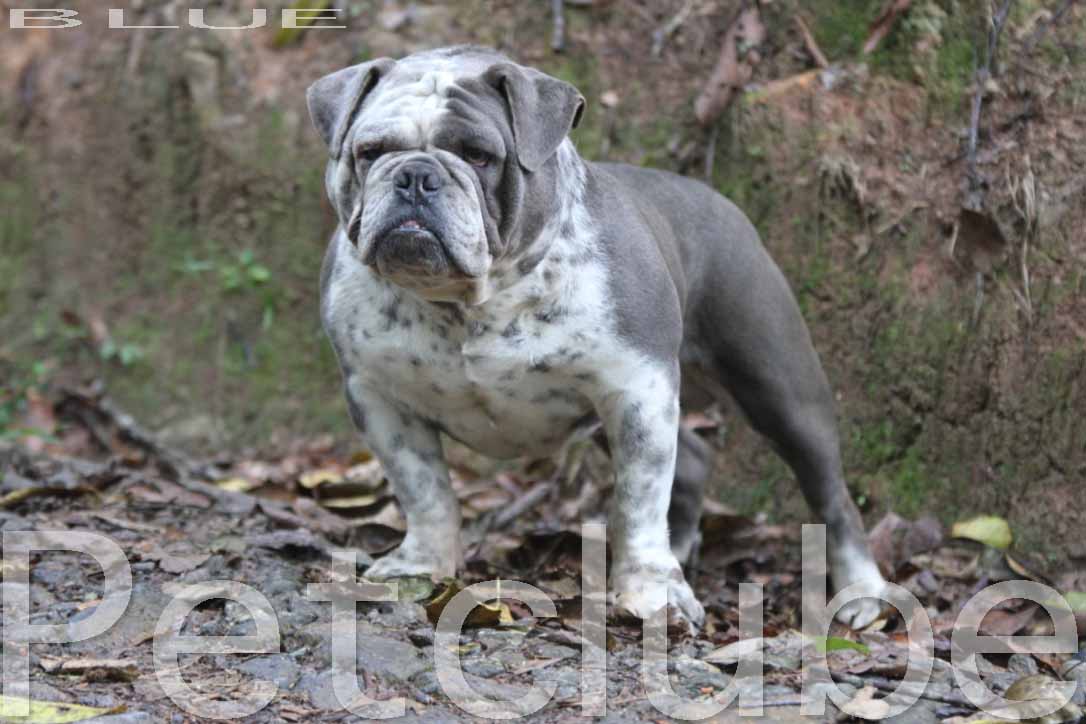 HITHBLUELOW Petclube blue bulldogs