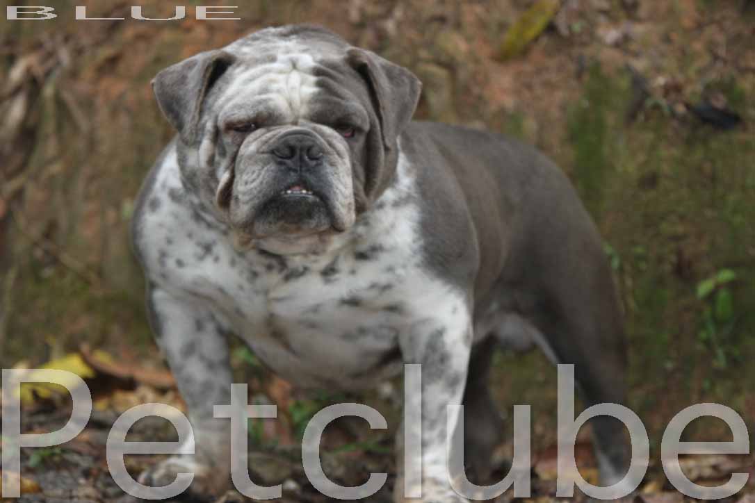 bulldog ingles blue gene