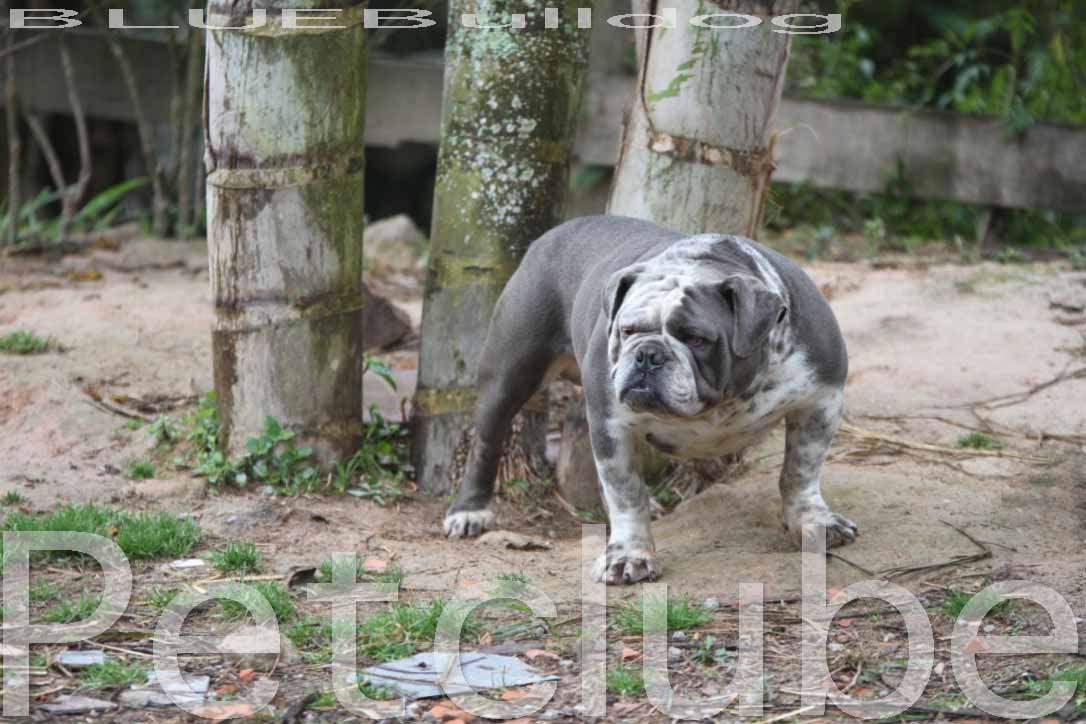 HITHBLUELOW PETCLUBE BULLDOG RARE COLOR CAMP