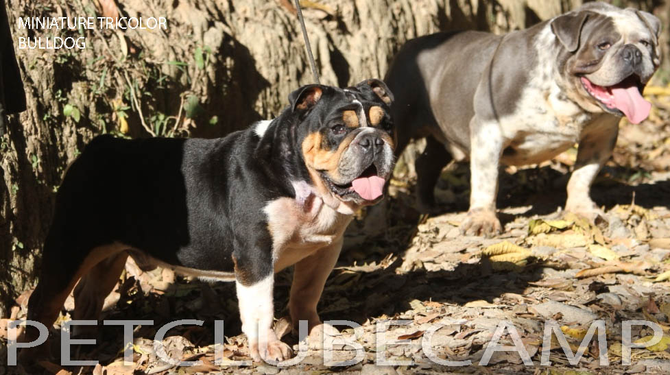 MINIBEM TRICOLOR BULLDOG