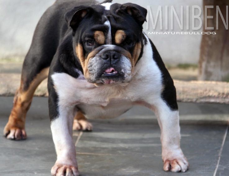 MINI TRICOLOR BULLDOG