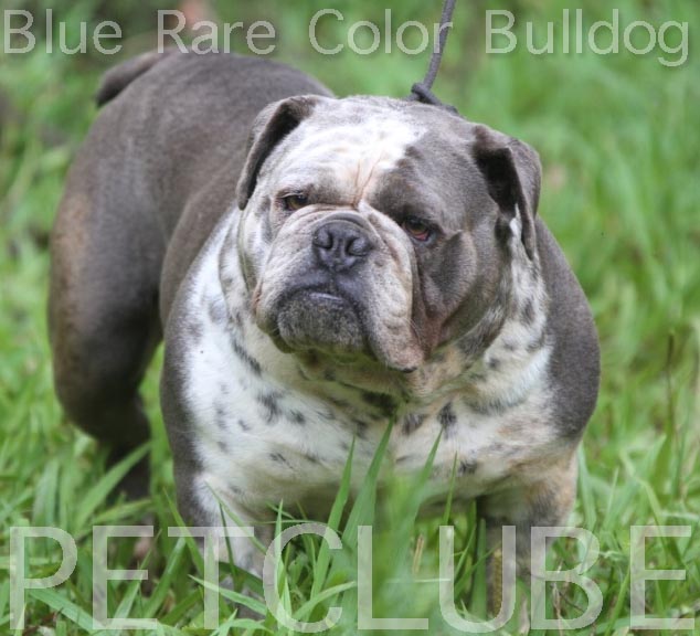 bigbluebulldogs2