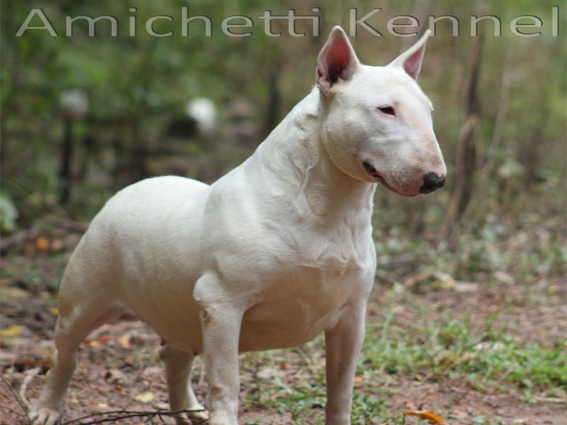 bull-terrier