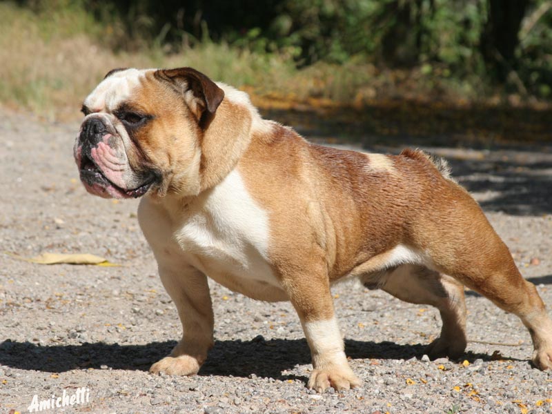 bulldog-ingls-premiado-canil-amichetti