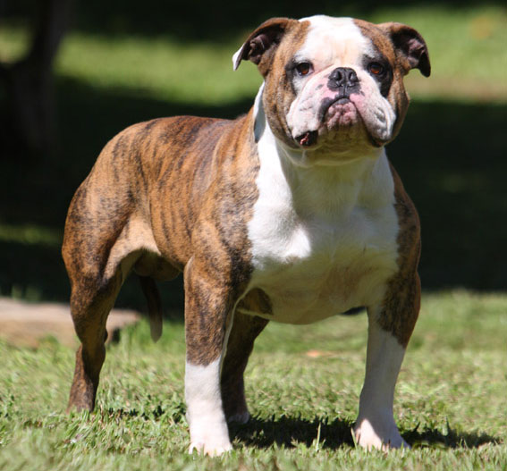 manstopper-bubba--american-bulldog-imp.-usa-tipo-bully