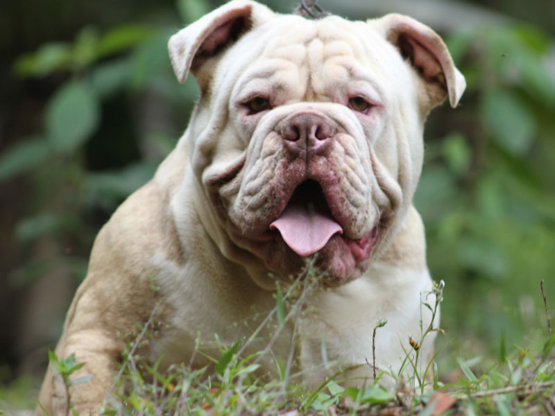 bulldog rare color