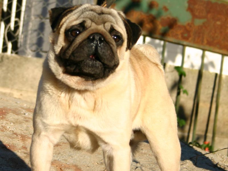 pug