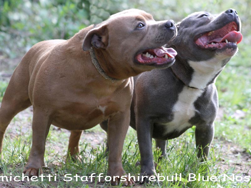 staffordshire-bull-terrier