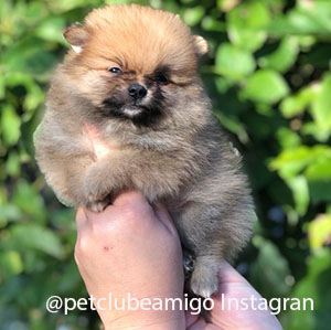 macho spitz laranja lindo