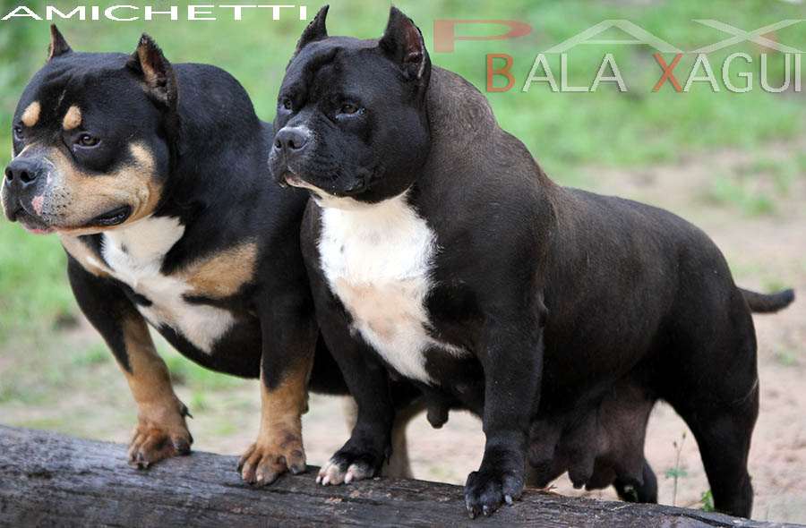 American bully Pax Daxlie Gottyline Kinpin line Miagui Canil criador Amichetti