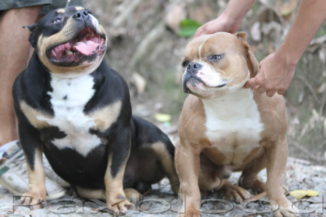 AMERICAN BULLY EXOTIC BULLY XTRME POCKET BULLY