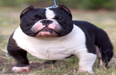 Bullseye Cute American Exotic Bully