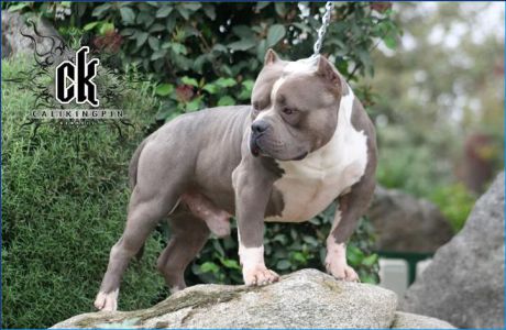 Cali Kingpins Goliath II Exotic Bully