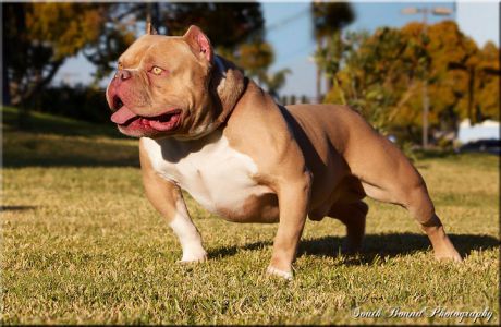 Freakshow american exotic bully