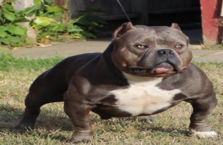 Uso American Exotic Bullies