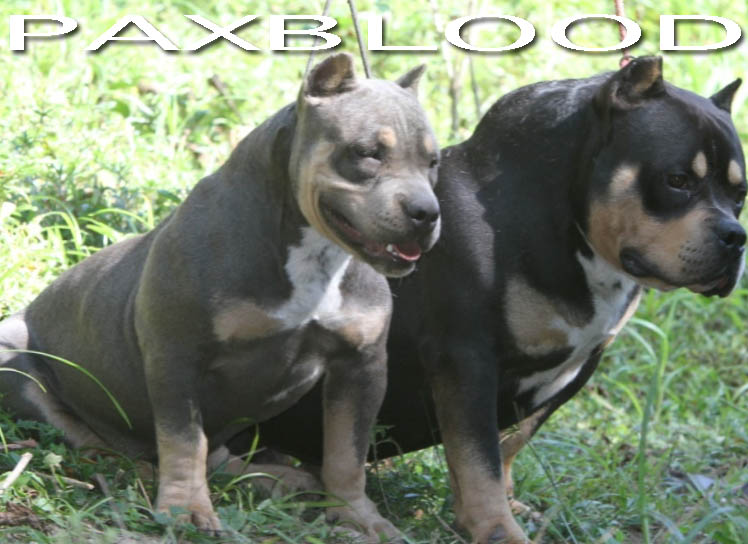 xtreme paxbloodline tricolor blue