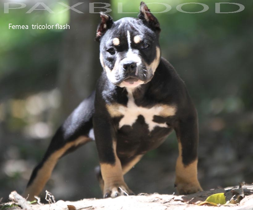 bully femea tricolor